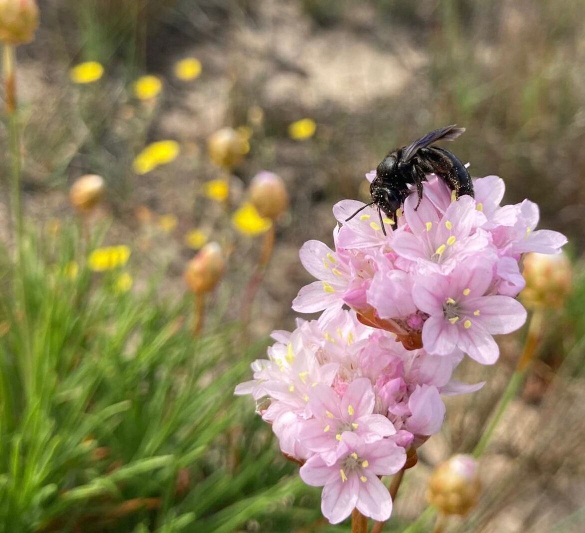 Andrena culucciae: scoperta una specie di ape in Sardegna, nella penisola di Culuccia Andrena culucciae