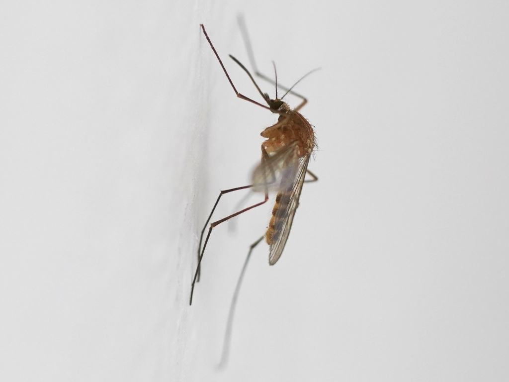 Le origini della zanzara Culex pipiens form molestus, che trasmette all’uomo il virus della febbre del Nilo Occidentale (West Nile) Culex pipiens. Foto di Aleksandrs Balodis, CC BY-SA 4.0