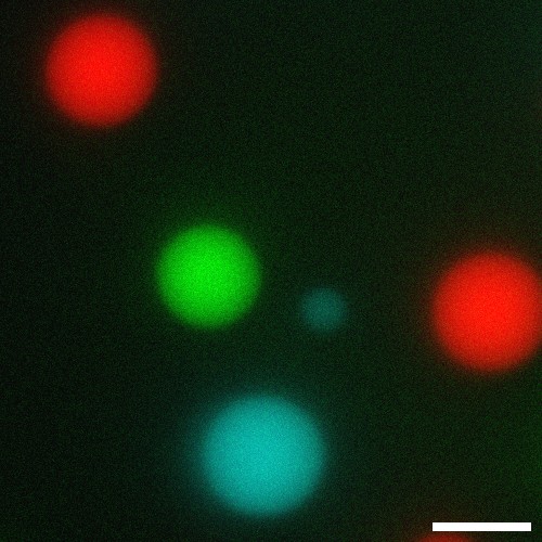 immagine da microscopia a fluorescenza che mostra tre diverse goccioline sferiche ibride di anticorpi e DNA (rosse, verdi e blu), ognuna formata da una nanostella di DNA differente e da un anticorpo differente